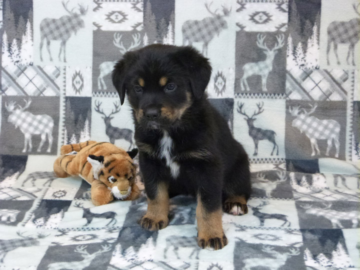 chinook puppy